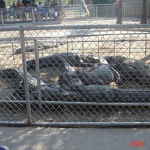 Reptile Gardens-Alligators