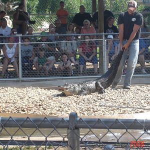 Reptile Gardens-Alligator Wrestling