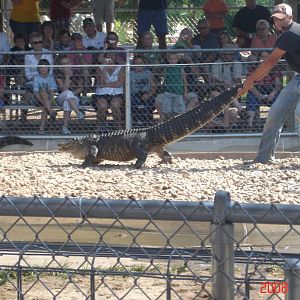 Reptile Gardens-Alligator Wrestling