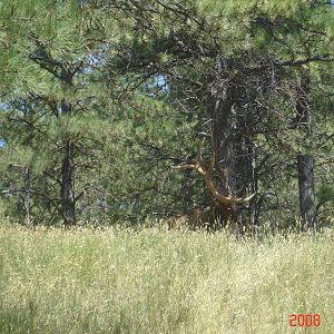 Bear Country-Elk