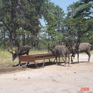 Bear Country-Caribou
