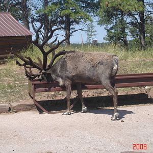 Bear Country-Caribou