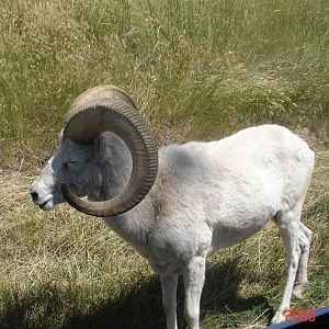 Bear Country-Dall Sheep
