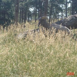 Bear Country-Rocky Mountain Bighorn Sheep