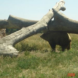 Bear Country-Black Bear