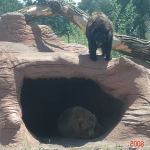 Bear Country-Black Bears