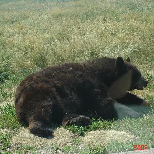 Bear Country-Black Bear