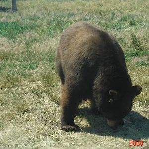 Bear Country-Black Bear