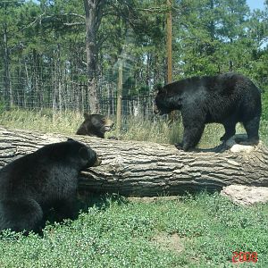 Bear Country-Black Bears