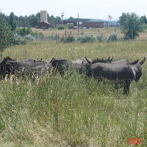 Bear Country-Donkeys