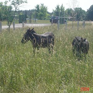 Bear Country-Donkeys