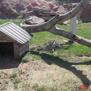 Bear Country-Gray Wolf