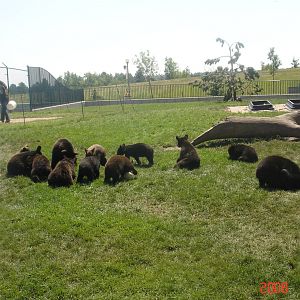 Bear Country-Black Bears