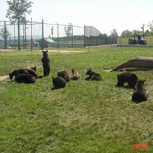 Bear Country-Black Bears