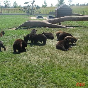 Bear Country-Black Bears