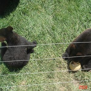 Bear Country-Black Bears