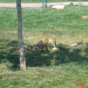 Bear Country-Red Fox