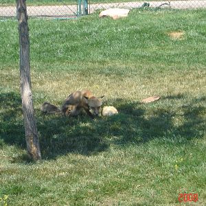 Bear Country-Red Fox