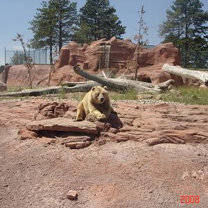 Bear Country-Girzzly Bear