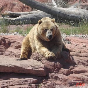 Bear Country-Girzzly Bear