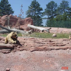 Bear Country-Girzzly Bears