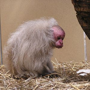 Bald uakari/ Cacajao calvus
