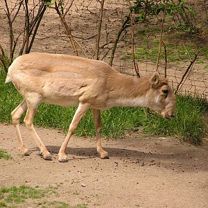 Russian saiga antelope/ Saiga tatarica tatarica