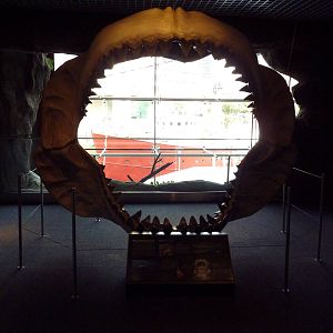 Megalodon Jaws
