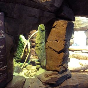 Animal Planet Australia: Wild Extremes