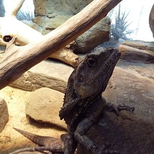 Animal Planet Australia: Wild Extremes - Frilled Lizard