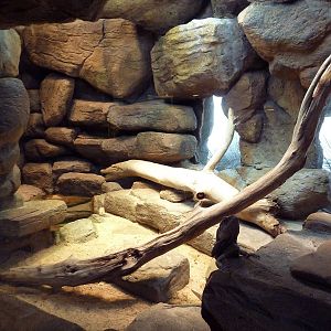 Animal Planet Australia: Wild Extremes