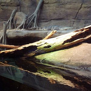 Animal Planet Australia: Wild Extremes