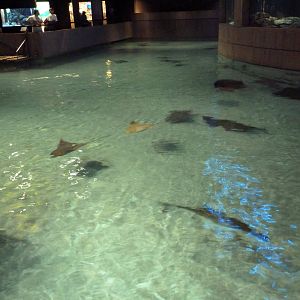 Pier 3 Pavilion - Wings In The Water