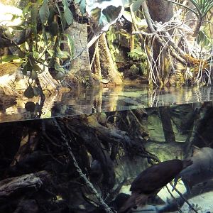 Pier 3 Pavilion - Level 4: Amazon River Forest