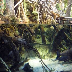 Pier 3 Pavilion - Level 4: Amazon River Forest