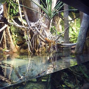 Pier 3 Pavilion - Level 4: Amazon River Forest