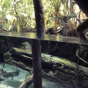 PPier 3 Pavilion - Level 4: Amazon River Forest