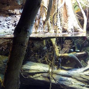 Pier 3 Pavilion - Level 4: Amazon River Forest