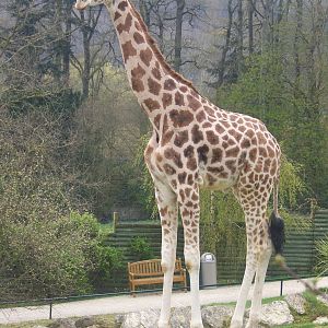 Impressive girafe