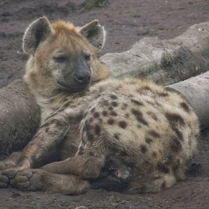 hyène