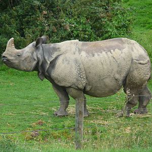 rhinoceros