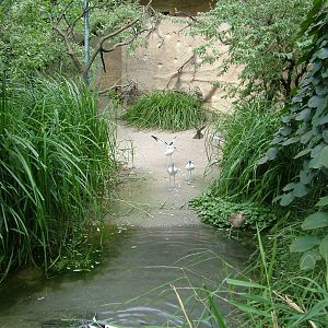 Walk-through Aviary at Frankfurt 31/08/10
