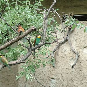 European Bee-Eaters at Frankfurt 31/08/10