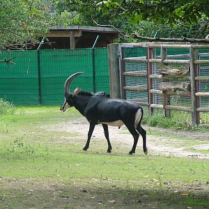Sable Antelope at Frankfurt 31/08/10