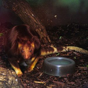 Goodfellow's Tree Kangaroo at Frankfurt 31/08/10