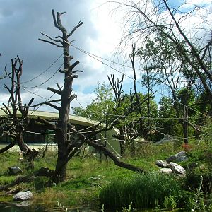 BorgoriWald Ape House at Frankfurt 31/08/10