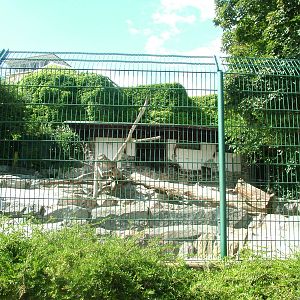 Takin Exhibit at Frankfurt 31/08/10