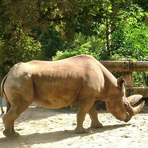 Southern Black Rhino at Frankfurt 31/08/10