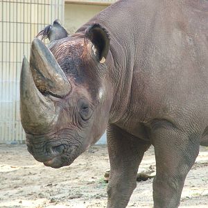 Southern Black Rhino at Frankfurt 31/08/10