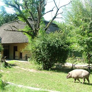 Babirusa Paddock at Frankfurt 31/08/10